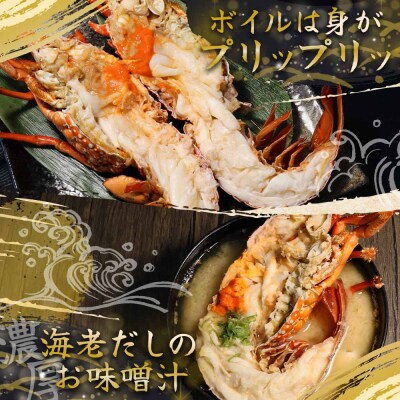 天然伊勢海老1kg(サイズ・匹数おまかせ)甲殻類 アウトドア キャンプ 海鮮BBQ【R00625】