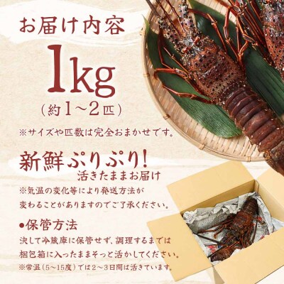 天然伊勢海老1kg(サイズ・匹数おまかせ)甲殻類 アウトドア キャンプ 海鮮BBQ【R00625】