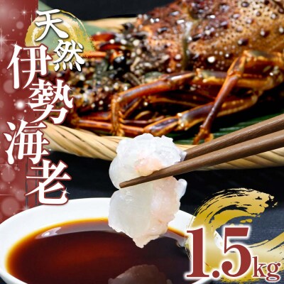 天然伊勢海老1.5kg(サイズ・匹数おまかせ)アウトドア キャンプ 海鮮BBQ【R00676】