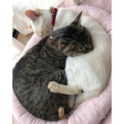 シニア猫用 いなば キャットフード 焼かつお(1種類5本入×3袋セット)×3回定期便【J00091】