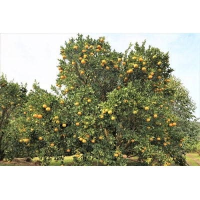 【令和9年発送　訳あり】ぽんかん5kg(オレンジ園) デコポンの親 柑橘 フルーツ【R01080】