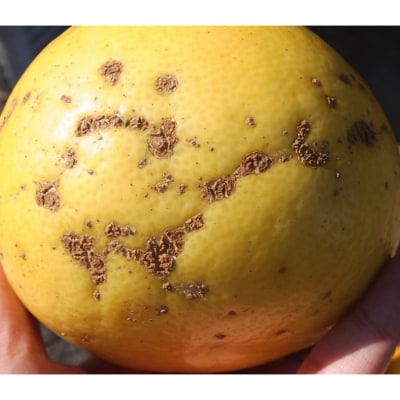 【訳あり】オレンジ園の土佐文旦5kg 柑橘 フルーツ みかん ザボン【R01085】