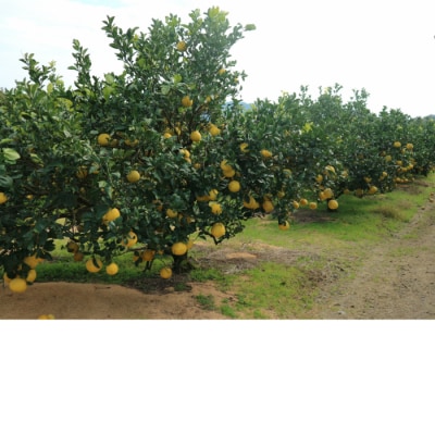 オレンジ園の土佐文旦5kg 柑橘 フルーツ みかん ザボン【R01088】