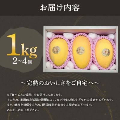 2種定期便 アップルマンゴー&金蜜マンゴー(各種1kg・2個～4個入り)完熟フルーツ【J00025】