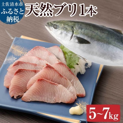 R8年3月以降発送 先行 天然ブリ1本(5キロ～)下処理なし まるごと直送便【R01211】