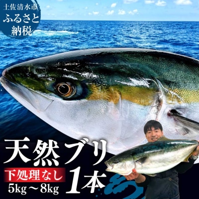 高知産 天然ぶり まるごと1本 下処理なし 鮮魚一匹【R00873】