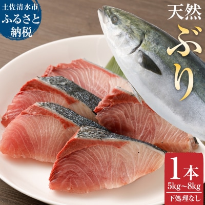【令和8年3月発送】土佐清水産天然ぶり まるごと1本　下処理なし　【R00873】