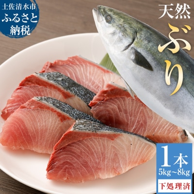 【令和8年3月発送】土佐清水産天然ぶり まるごと1本　下処理あり【R00874】