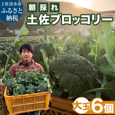 朝採り 土佐のブロッコリー 大玉6個 1.5～1.8kg 健康 野菜 サラダ お弁当【R01210】