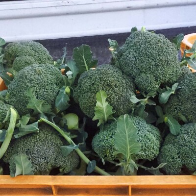 朝採り 土佐のブロッコリー 大玉6個 1.5～1.8kg 健康 野菜 サラダ お弁当【R01210】