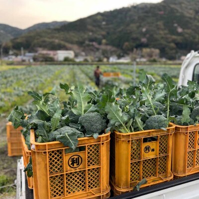 朝採り 土佐のブロッコリー 大玉6個 1.5～1.8kg 健康 野菜 サラダ お弁当【R01210】