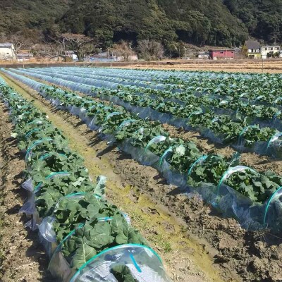 朝採り 土佐のブロッコリー 大玉6個 1.5～1.8kg 健康 野菜 サラダ お弁当【R01210】