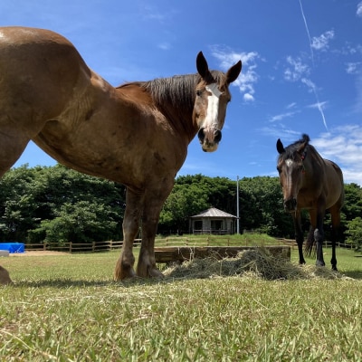 一括寄附で4つの事業を応援!返礼品なし10万円コース クラウドファンディング 支援【R01226】