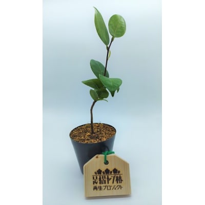 一括寄附で4つの事業を応援!返礼品なし10万円コース クラウドファンディング 支援【R01226】