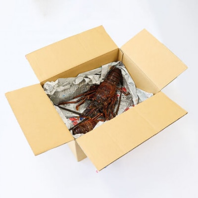 【訳あり】天然 伊勢海老 約500g(1匹～3匹入り)海鮮BBQ 甲殻類 えび エビ【R01247】