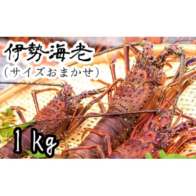 伊勢海老1kg(サイズおまかせ)着日指定不可 伊勢えび【R00638】