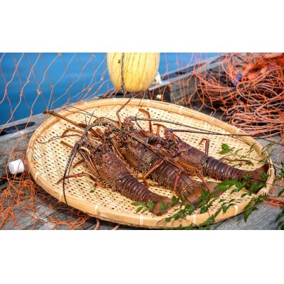 【10月発送】天然 伊勢海老1kg(サイズおまかせ)着日指定不可 伊勢えび【R01671】
