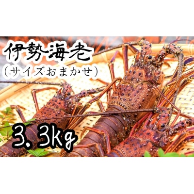 【10月発送】天然 伊勢海老3.3kg(サイズおまかせ)着日指定不可 【R01674】