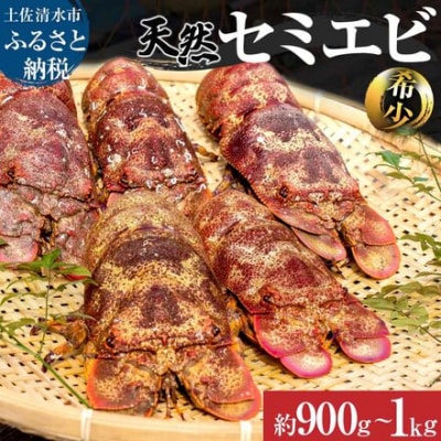 天然セミエビ 約900g～1kg(サイズおまかせ)着日指定不可 甲殻類 えび 海鮮 【R00678】
