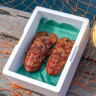 【先行受付10月下旬以降】天然セミエビ 約900g～(サイズおまかせ)着日指定不可【R00678】