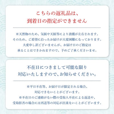 【11月発送】幻の天然セミエビ 約900g～(サイズおまかせ)着日指定不可【R01675】