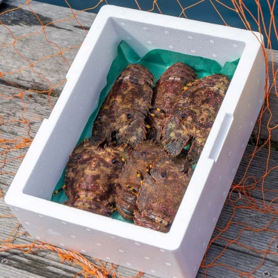 天然ゾウリエビ1kg(サイズおまかせ)着日指定不可【R00620】