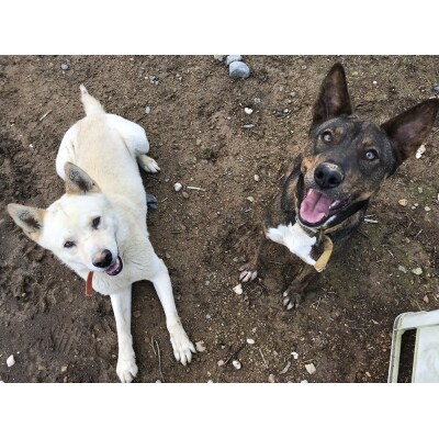 鹿肉&猪肉 ドッグフード4種セット ジャーキー・ペレット2種・ふりかけ ジビエ 犬【R00422】