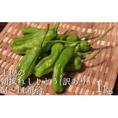 【先行受付】訳あり 土佐のししとう 1kg(サイズ混合)野菜炒め 天ぷら 夏野菜 【R01329】