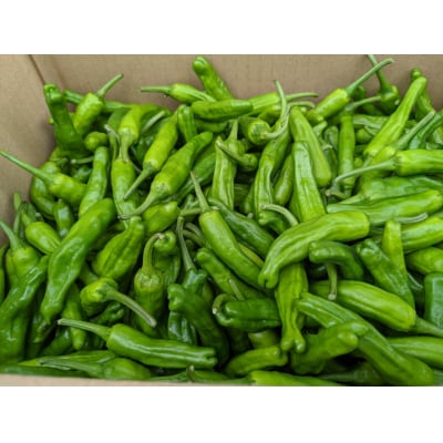 訳あり 土佐のししとう 1kg(サイズ混合)野菜炒め 天ぷら 夏野菜 【R01329】