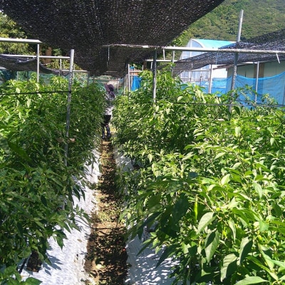 【先行受付】訳あり 土佐のししとう 1kg(サイズ混合)野菜炒め 天ぷら 夏野菜 【R01329】