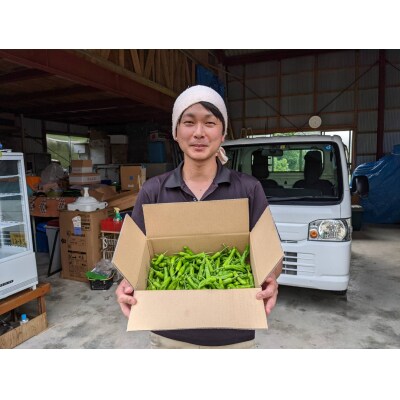 訳あり 土佐のししとう 1kg(サイズ混合)野菜炒め 天ぷら 夏野菜 【R01329】