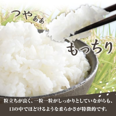 8月開始 米 コシヒカリ 令和7年産 新米 10kg 3回定期便 精米【J00200-st1】