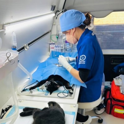 のらねこゼロプロジェクト 一口 10,000円(3,000円分)返礼品なし 保護猫【R01384】