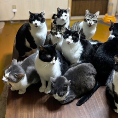 のらねこゼロプロジェクト 一口  100,000円(30,000円分)返礼品なし 猫【R01386】
