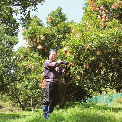 R9年1月発送　ぽんかん3kg 谷川果樹園 柑橘 果物 フルーツ オレンジ みかん【R01376】