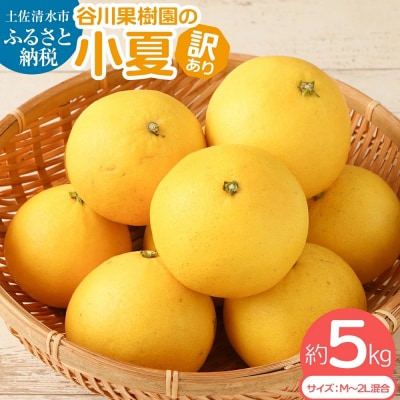 R8.4月発送  訳あり 小夏 5kg 日向夏 みかん 柑橘 オレンジ フルーツ【R00238】