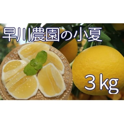 【令和8年発送】 早川農園の足摺小夏 3kg 日向夏 みかん 柑橘 【R00191】