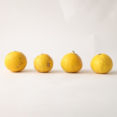 【令和8年発送　訳あり】早川農園の足摺小夏(5kg)みかん 柑橘 果物 フルーツ【R00158】