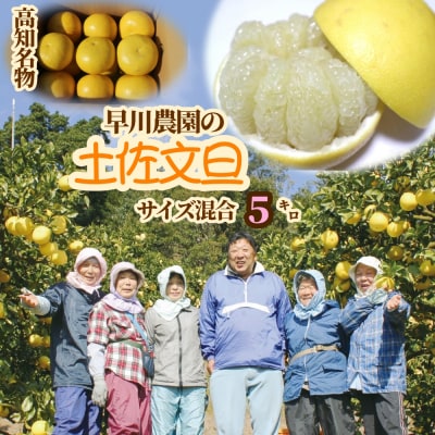 <訳あり>早川農園の土佐文旦(5kg) 柑橘 みかん 果物 家庭用【R01372】