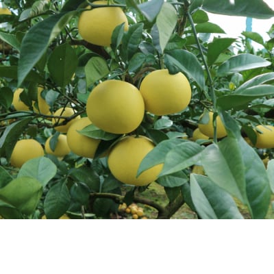 <訳あり>早川農園の土佐文旦(5kg) 柑橘 みかん 果物 家庭用【R01372】