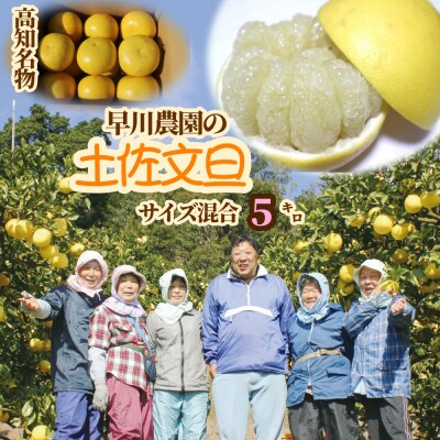 早川農園の土佐文旦(5kg) 柑橘 みかん 果物 ザボン フルーツ【R00345】