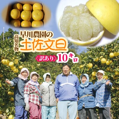 <訳あり>早川農園の土佐文旦(10kg)柑橘 みかん 果物 家庭用【R01373】