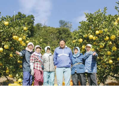 <訳あり>早川農園の土佐文旦(10kg)柑橘 みかん 果物 家庭用【R01373】