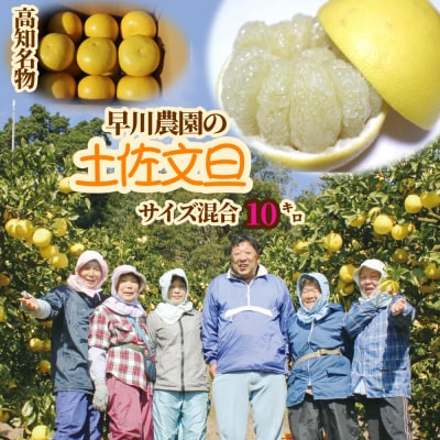 早川農園の土佐文旦(10kg) 柑橘 フルーツ みかん ザボン 果物 【R00579】