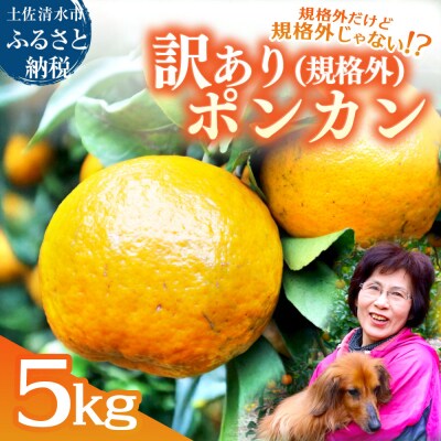 規格外だけど規格外じゃない!? 訳あり 足摺ぽんかん 5kg みかん【R01485】