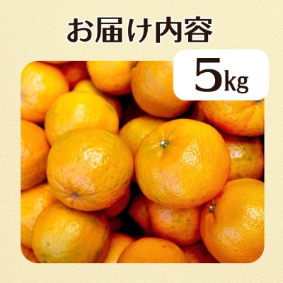 規格外だけど規格外じゃない!? 訳あり 足摺ぽんかん 5kg みかん【R01485】