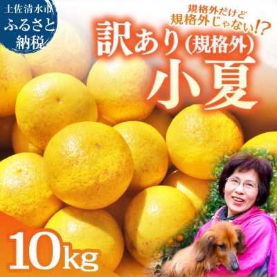 R9.4月 規格外だけど規格外じゃない!? 訳あり 小夏 10kg(日向夏)柑橘【R01496】