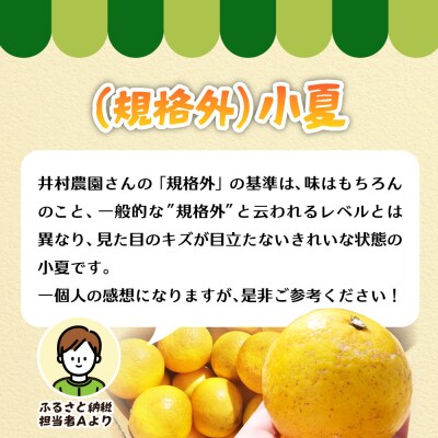 R8.4月 規格外だけど規格外じゃない!? 訳あり 小夏 10kg(日向夏)柑橘【R01496】