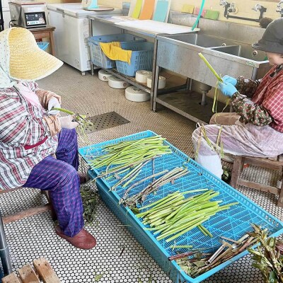 R8年4月山菜 イタドリの塩漬け 250g×4パック(1kg)下処理済み 冷凍野菜【R01449】