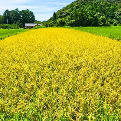 農家直送　令和7年産　コシヒカリ　精米　5キロ　白米  コシヒカリ 高知県産【R01508】